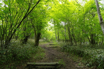 新緑の中で