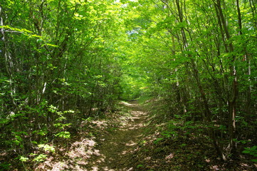 新緑の中で
