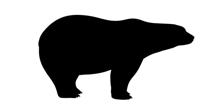 Polar bear silhouette. Turntable animation.