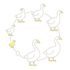 Round Stages of poultry growth set. Breeding fowl. Goose production. Goose farm. Gosling grow up circle animation progression. Flat vector.