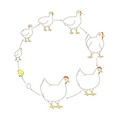 Round Stages of poultry growth set. Breeding fowl. Hen production. Chick grow up animation circle progression. Flat vector.