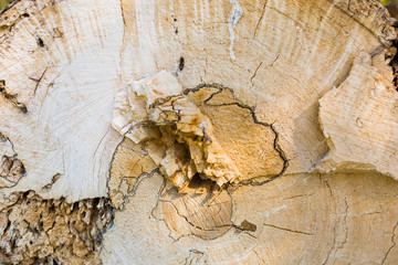 Textured natural wooden background for design mockups.Firewood woods