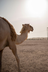 Abu Dhabi Wüste
