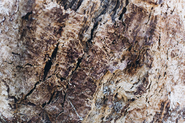 Wooden texture of old wood. Design elements, nature abstract concept