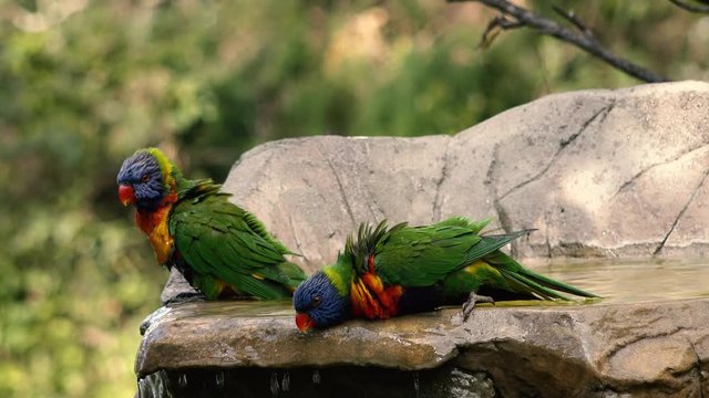 Rainbow lorikeets having a bath out in nature during the day.