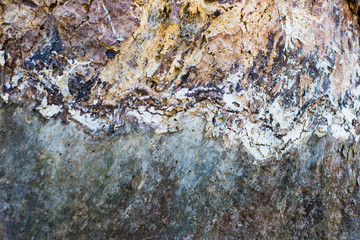 Wooden texture of old wood. Design elements, nature abstract concept