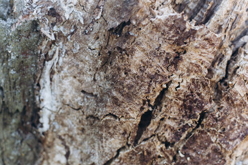Wooden texture of old wood. Design elements, nature abstract concept