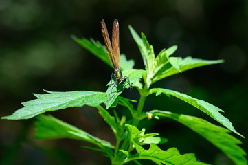 Libellule sur une feuille