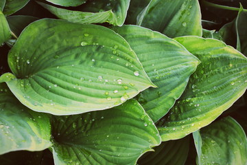 Hosta leaves pattern background. Summer plants wallpaper. Hosta lily leaf