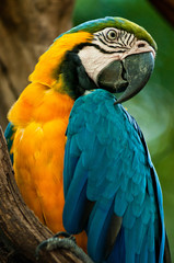 Arara Canindé