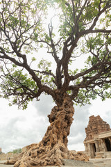 Abandoned tree at Vittala Temple in Hampi, Karnataka, India