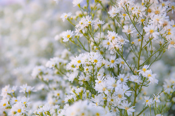 Chamomile.A herbal medicine of the past 