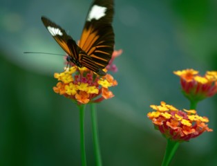 butterfly on flower