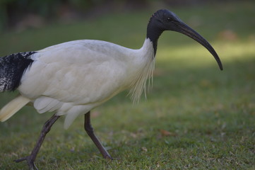 bird