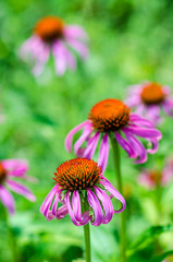 Fototapeta premium Echinacea flowers in the garden