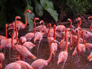 Fototapeta na wymiar The Greater Flamingo (Phoenicopteriformes, Phoenicopteridae)