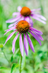 Echinacea flowers in the garden