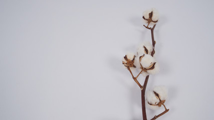 Cotton flower 0n white background.