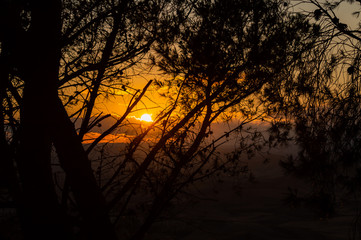 Fototapeta premium Beautiful Silhouette Sunset in the Midst of Pine Branches, Sicily, Italy, Europe