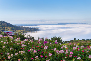 Beautiful flowers and mist at Khao Kho, Thailand