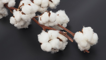 Cotton flower on black background.