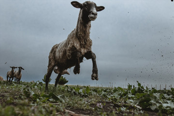 Running sheep