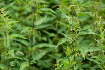 nettle natural background