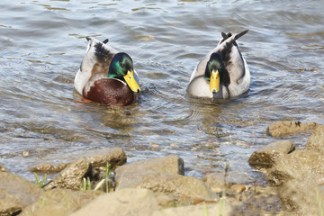 2 männliche Stockenten (Erpel), Anas platyrhynchos
