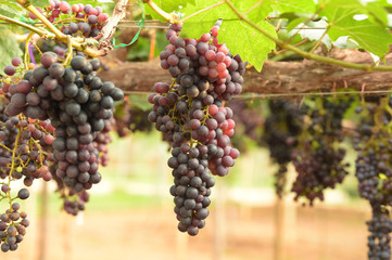 Red ripe grapes in the garden 