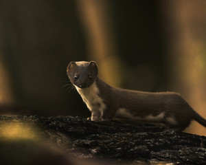 weasel
