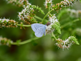 Holly Blue butterfly (Celastrina argiolus) perched on a flower, near the town of Xativa, Spain