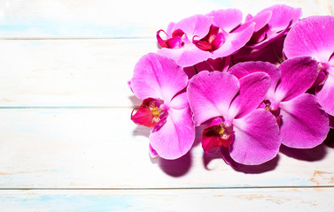 Pink Orchid (phalaenopsis) brench on a wooden background. Beautiful indoor flowers close-up. Gift.