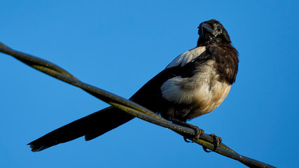 Eurasian Magpie Pica Pica Perched on Wire
