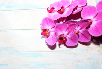 Pink Orchid (phalaenopsis) brench on a wooden background. Beautiful indoor flowers close-up. Gift.