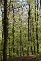 Fototapeta na wymiar Waldlandschaft im Frühling