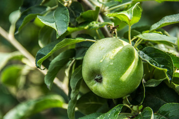 Green apple on branch. Summer apples in the garden