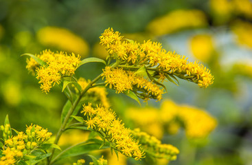 Solidago canadensis. Canadian goldenrod. Yellow summer flowers. Medicinal plant - obrazy, fototapety, plakaty