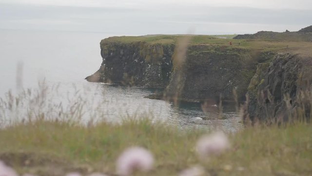 Green grass blowing in the wind with the Arnarstapi cliffs in the back ground.