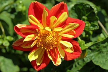 Rote Collarette-Dahlie (Dahlia variabilis 'Dandy Improved Mix')