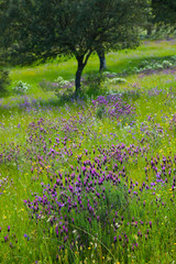 Fototapeta premium Flores de Cantueso o Lavanda, Dehesa en primavera, Extremadura, España
