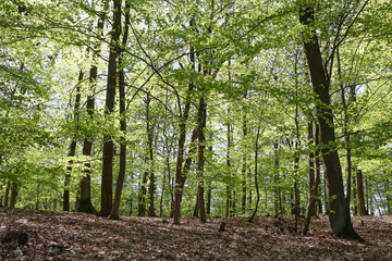 Obraz premium Waldlandschaft im Frühling