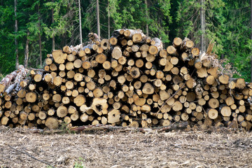 Stack of wooden logs lying on the ground in front of the forest