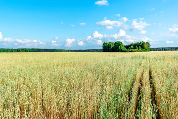 Fototapeta premium Field of oats in front of a blue sky in sunny day. Harvest season.