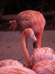 The Greater Flamingo (Phoenicopteriformes, Phoenicopteridae)