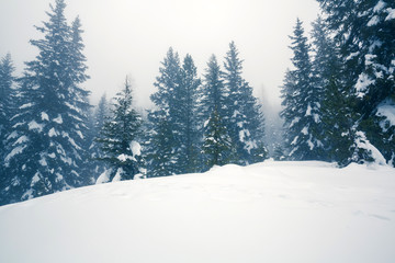 foresta di abeti con neve fresca e nebbia