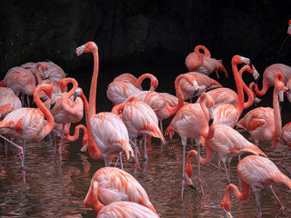 Fototapeta na wymiar The Greater Flamingo (Phoenicopteriformes, Phoenicopteridae)