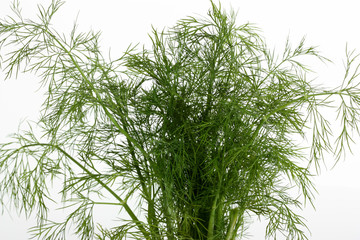 fresh dill on white background