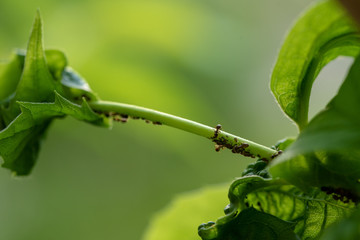 Aphids and Ants on Jasmine Plant