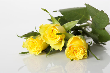 bouquet of yellow roses on white background