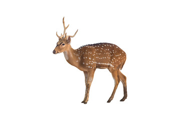 Spotted deer or Axis deer isolated on white background ,male